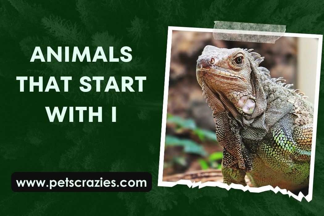 Animals That Start With I (Unveil Hidden Wonders) 1 Animals That Start With I