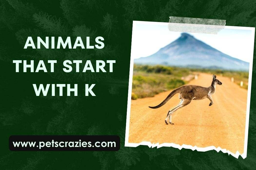 Animals That Start With K