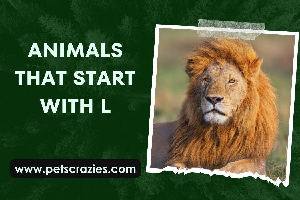 Animals That Start With L