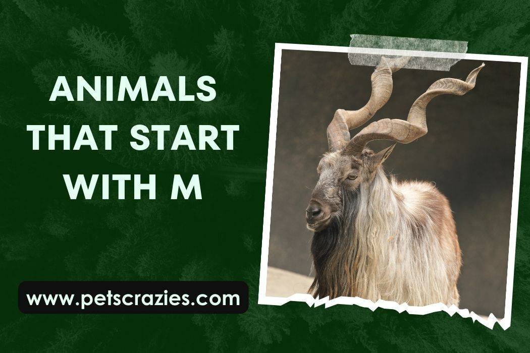 Animals That Start With M (Intriguing Facts Revealed) 1 Animals That Start With M