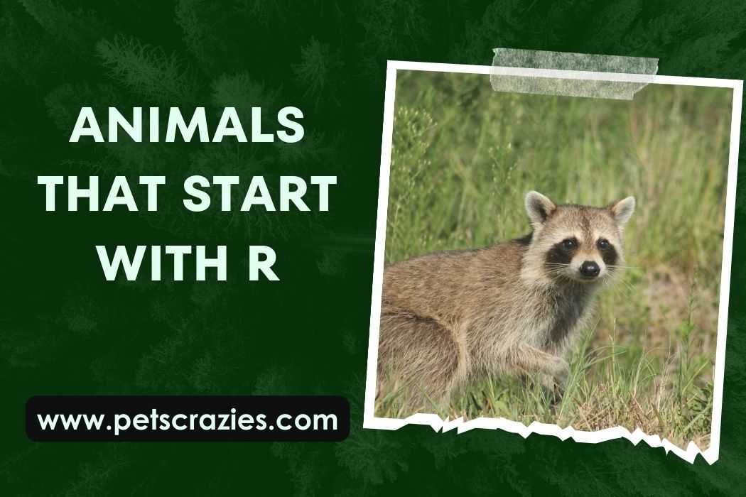 Animals That Start With R (Wildlife Exploration Awaits) 1 Animals That Start With R