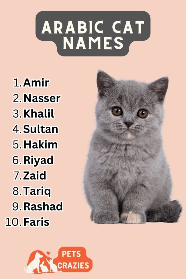 200+ Arabic Cat names - Traditional Inspiration Ideas