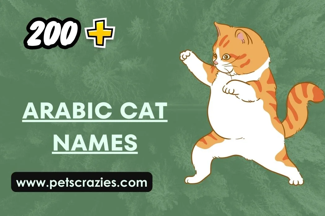 Arabic cat names