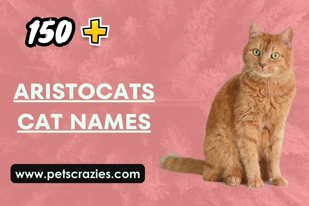 150+ Aristocats Cat Names - Inspire Your Feline's Moniker!