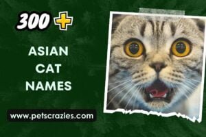 300+ Asian Cat Names (Unique Choices)