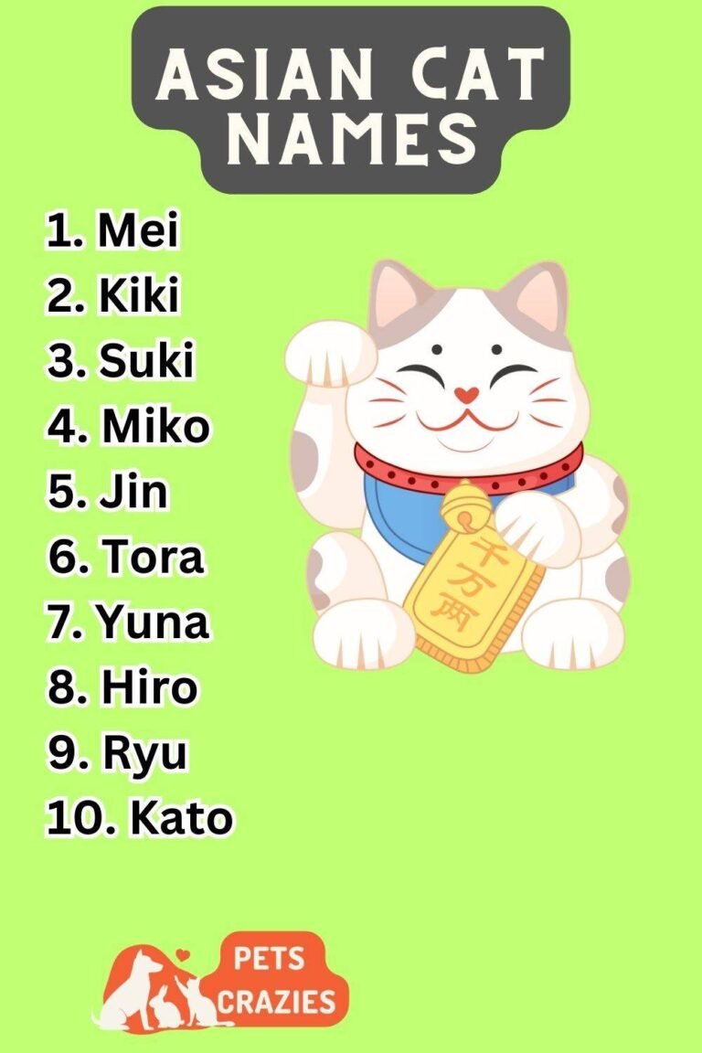 300+ Asian Cat Names (Unique Choices)