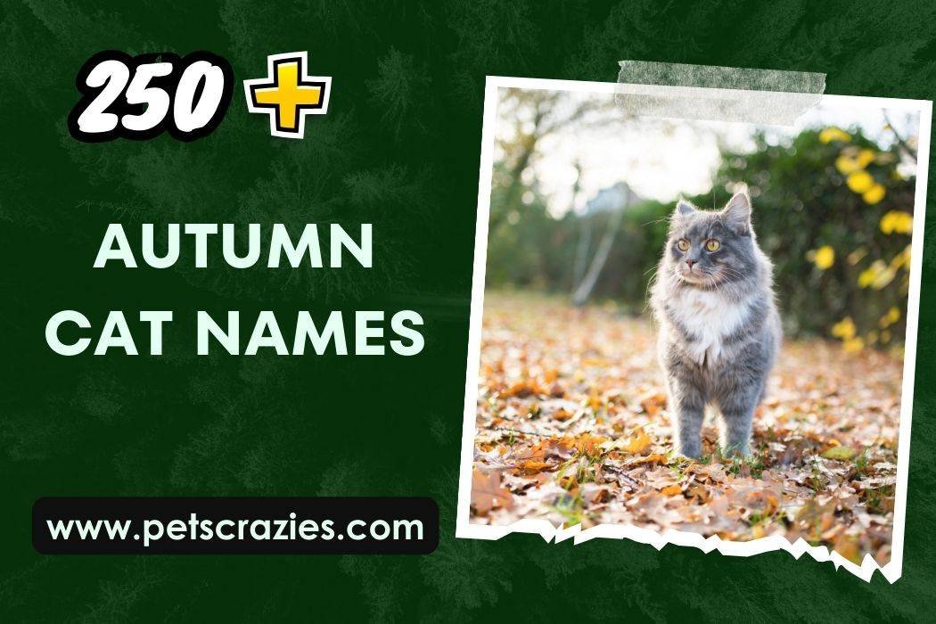 Autumn Cat Names