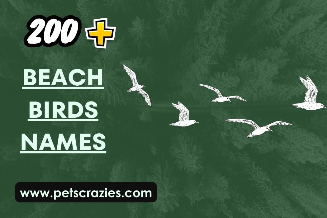 200+ Beach Birds Names - Charming & Breezy Ideas