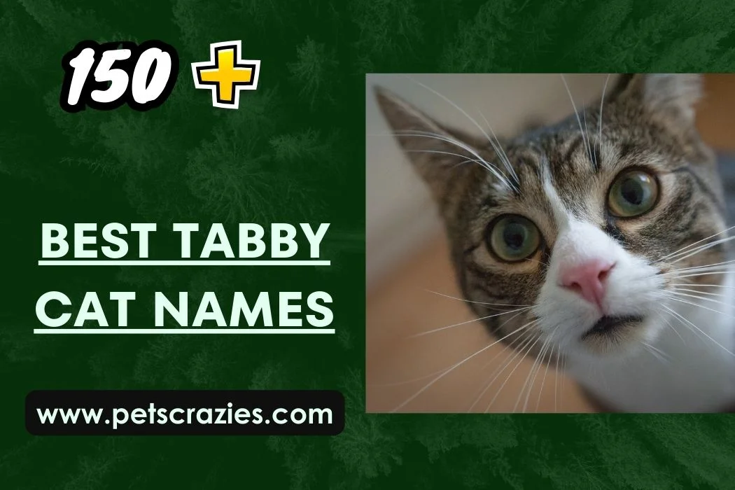 Best Tabby Cat Names