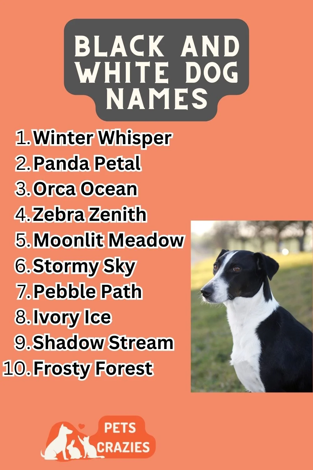 Black And White Dog Names List