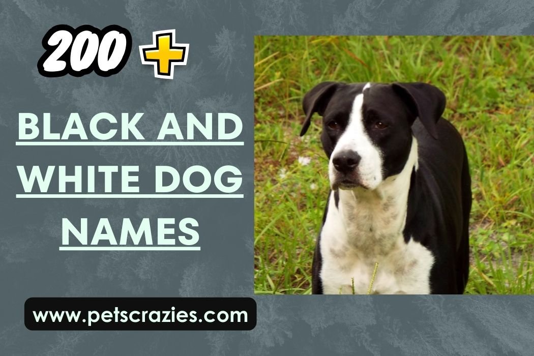 200-black-and-white-dog-names-unique-and-creative-choices