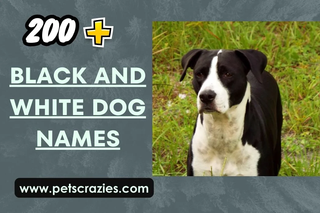 Black And White Dog Names