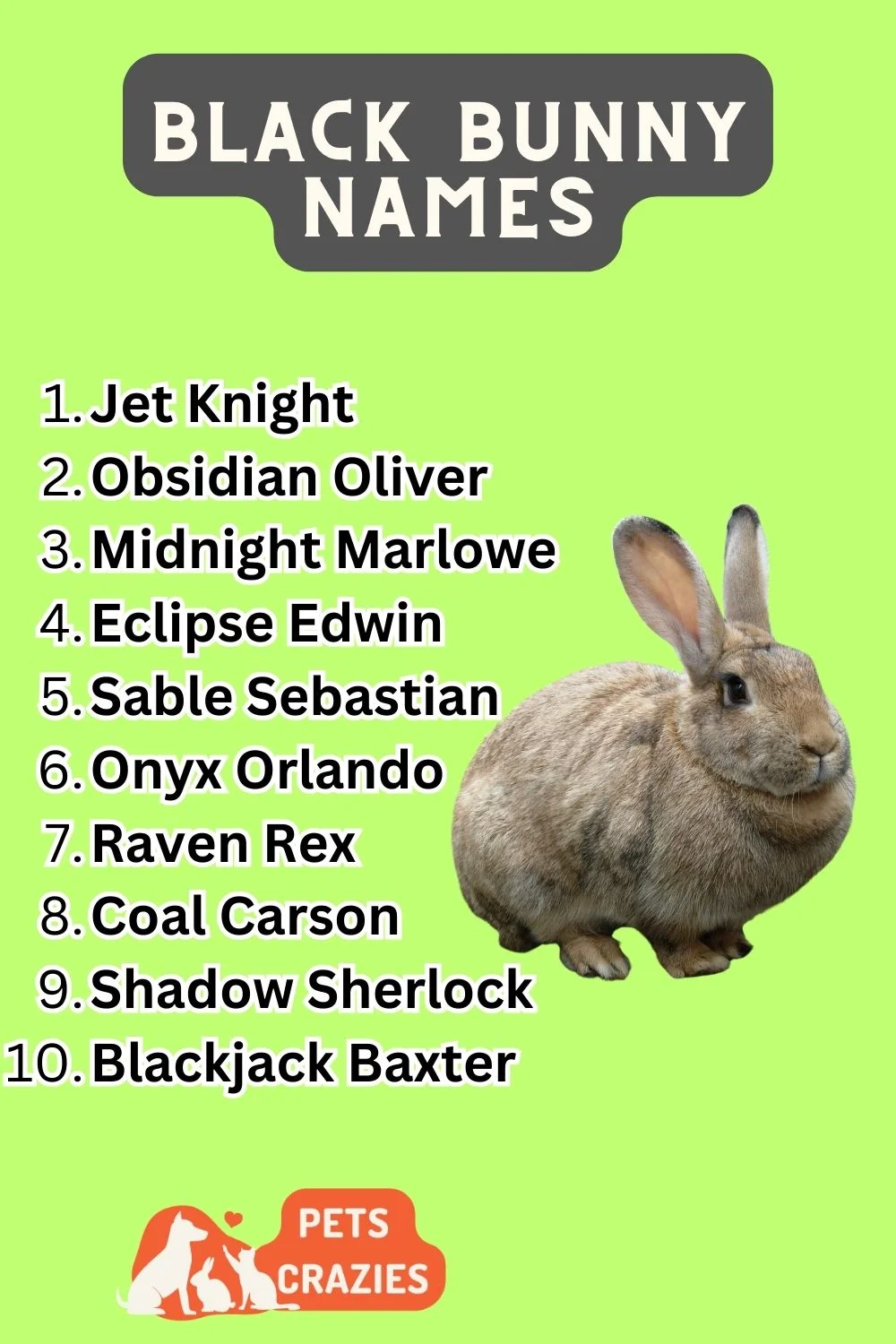 Black Bunny Names - Funny And Unique Ideas 3 Black Bunny Names List