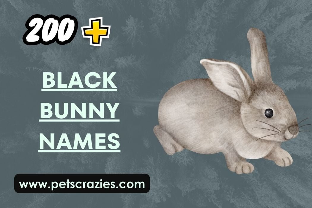 Black Bunny Names