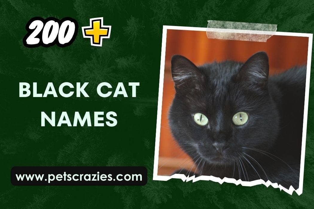 200-black-cat-names-memorable-choices