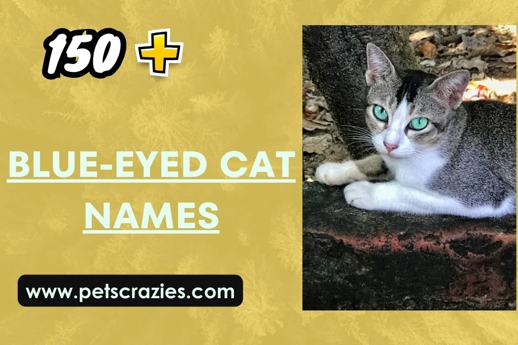 Blue-eyed Cat Names