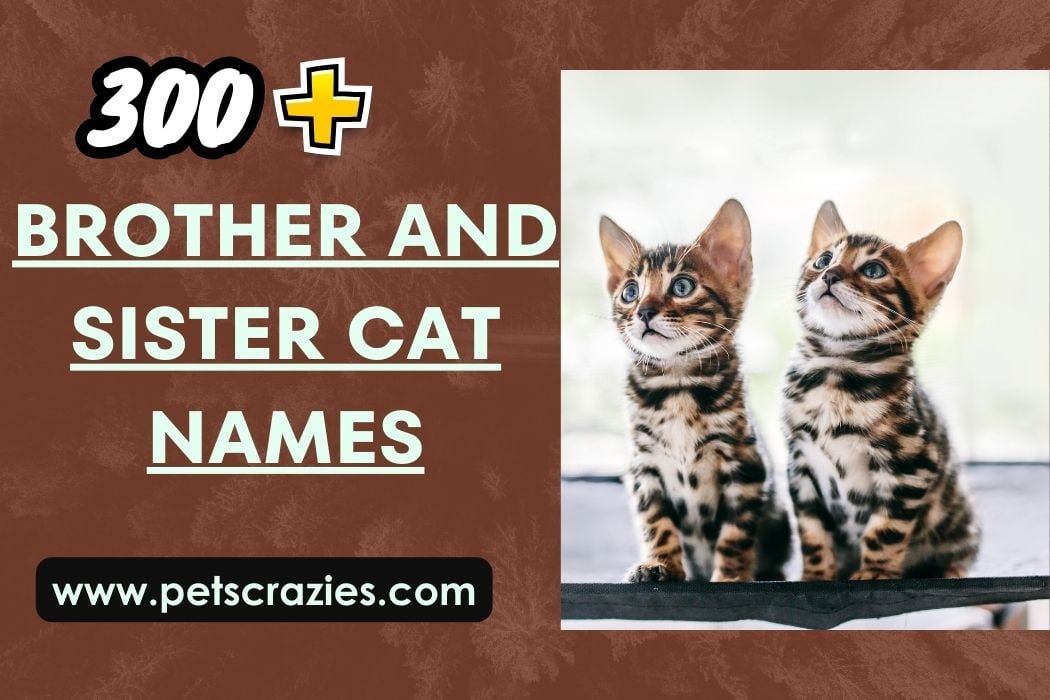 Brother And Sister Cat Names