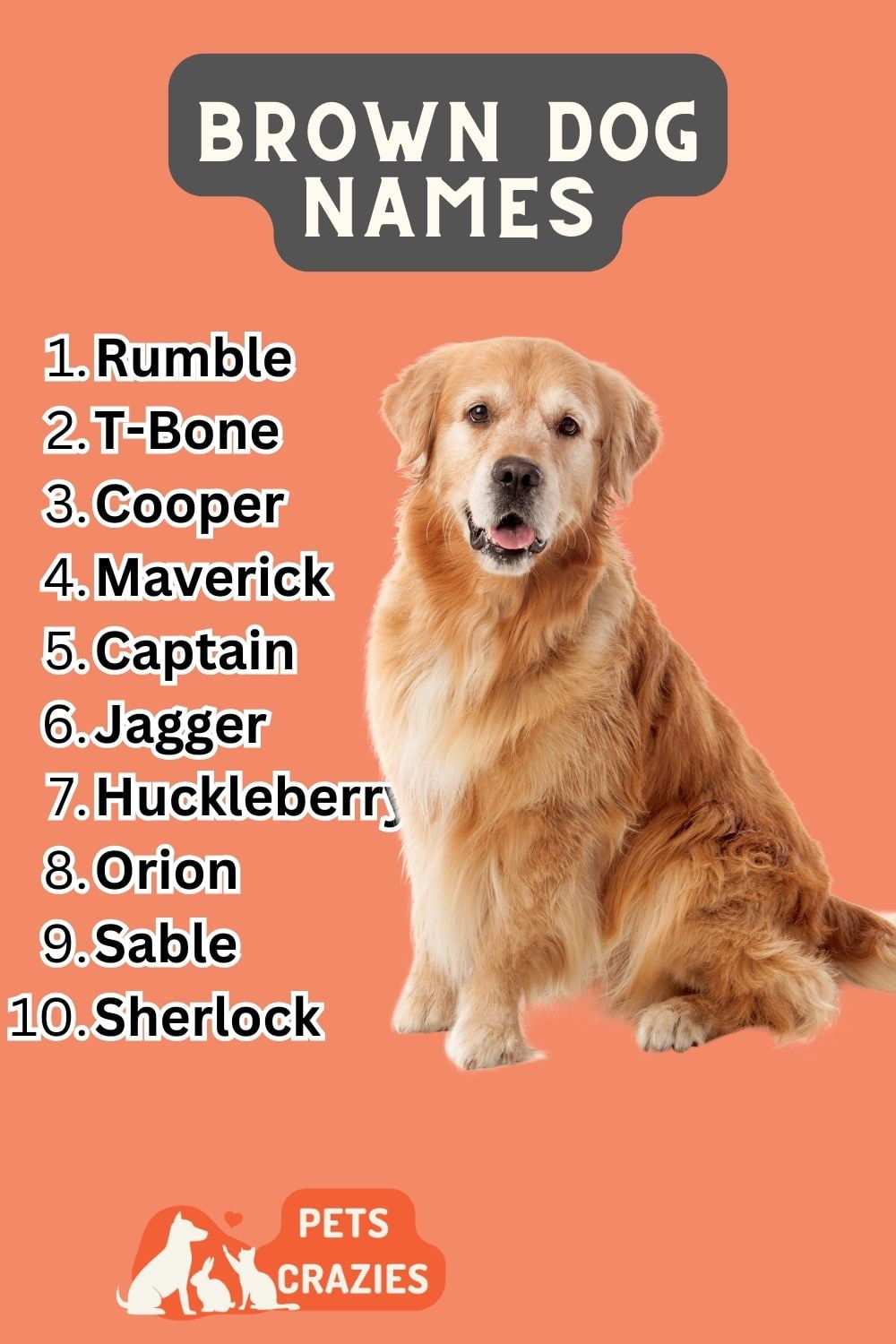 200+ Brown Dog Names - Cute & Rustic Choices