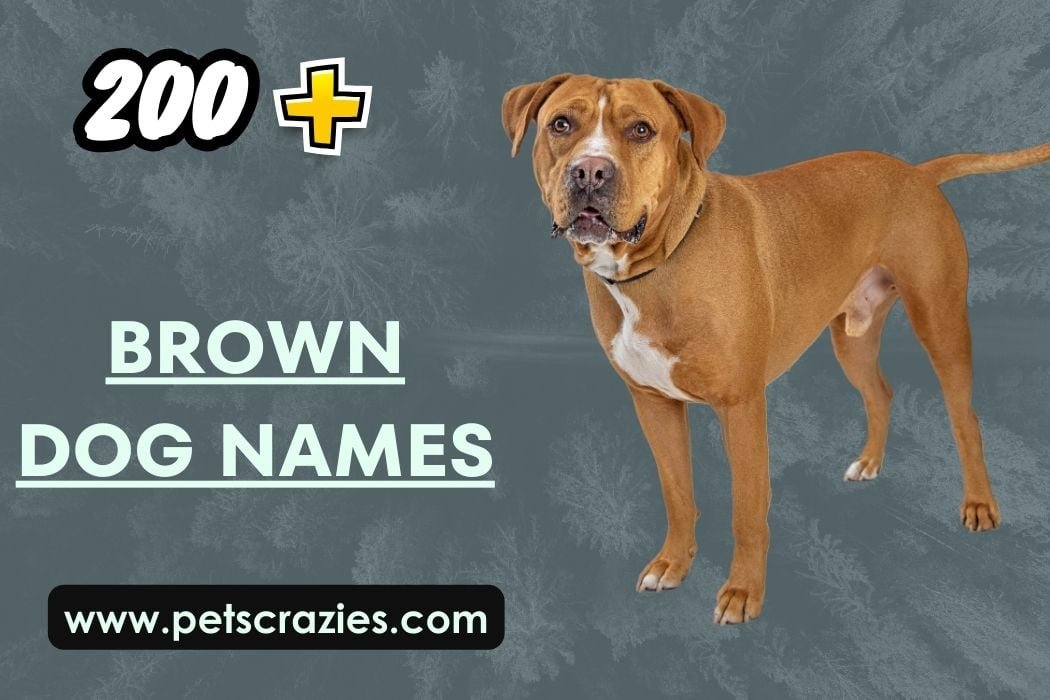 200+ Brown Dog Names Cute & Rustic Choices