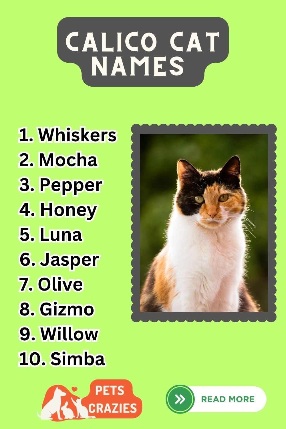 Calico Cat Names Ideas List