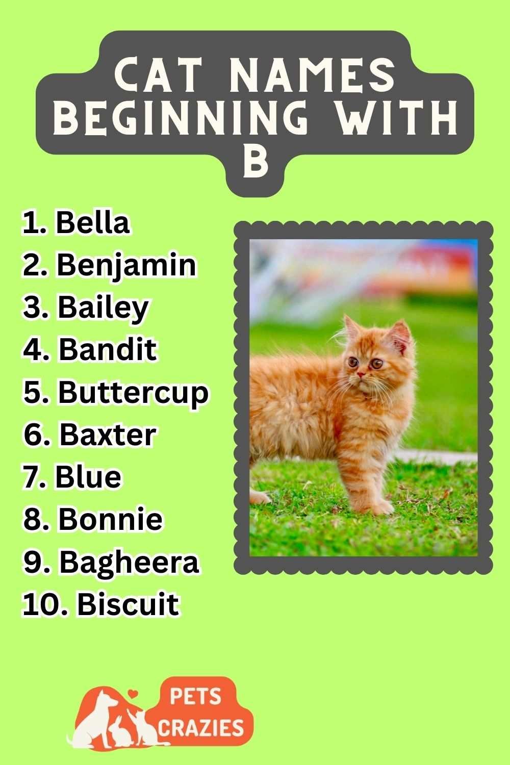 250+ Cat Names Beginning With B (Memorable Picks)