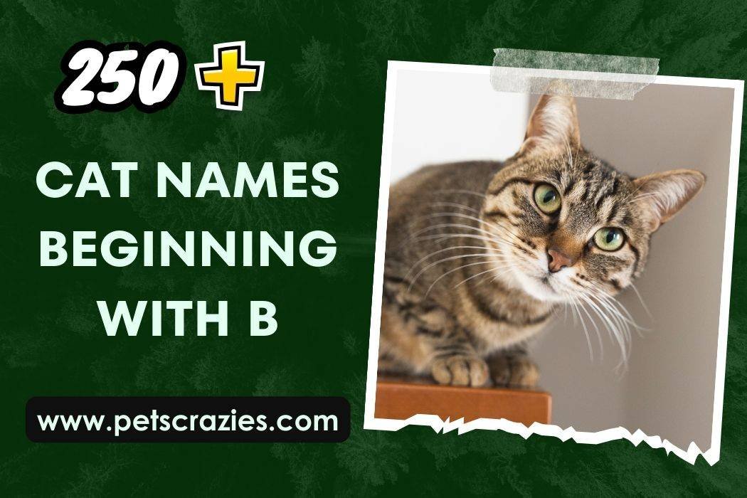 250+ Cat Names Beginning With B (Memorable Picks)