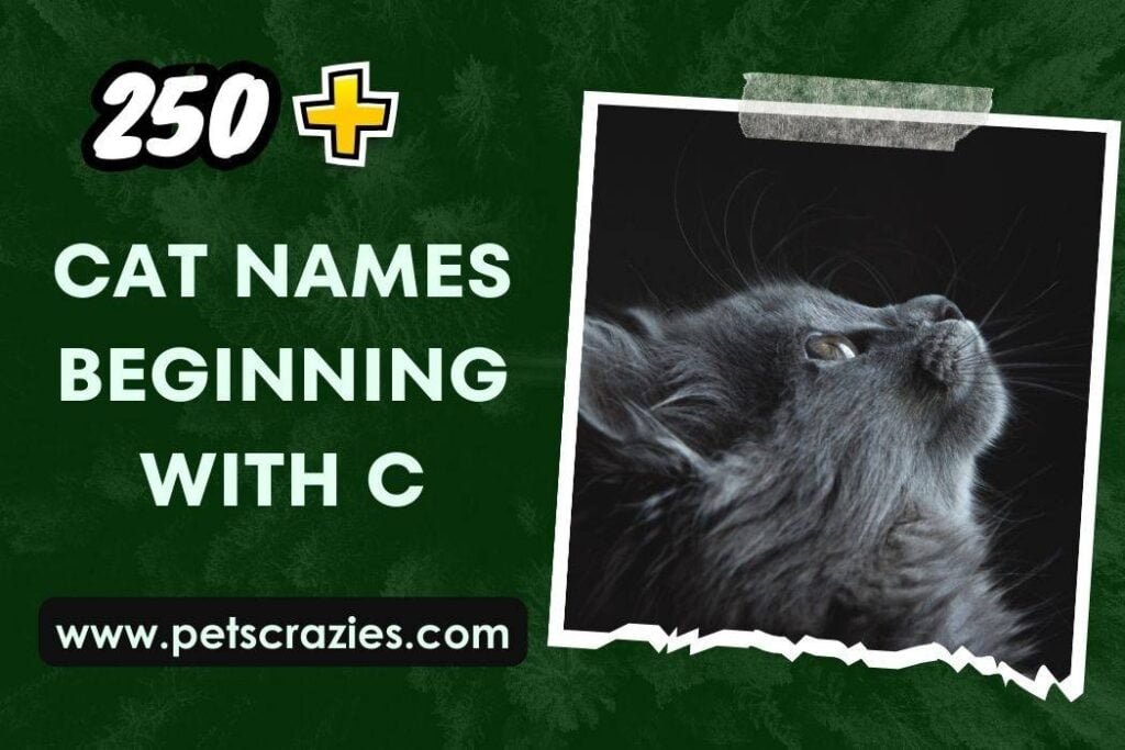 250+ Cat Names Beginning With C (Cute Selections)