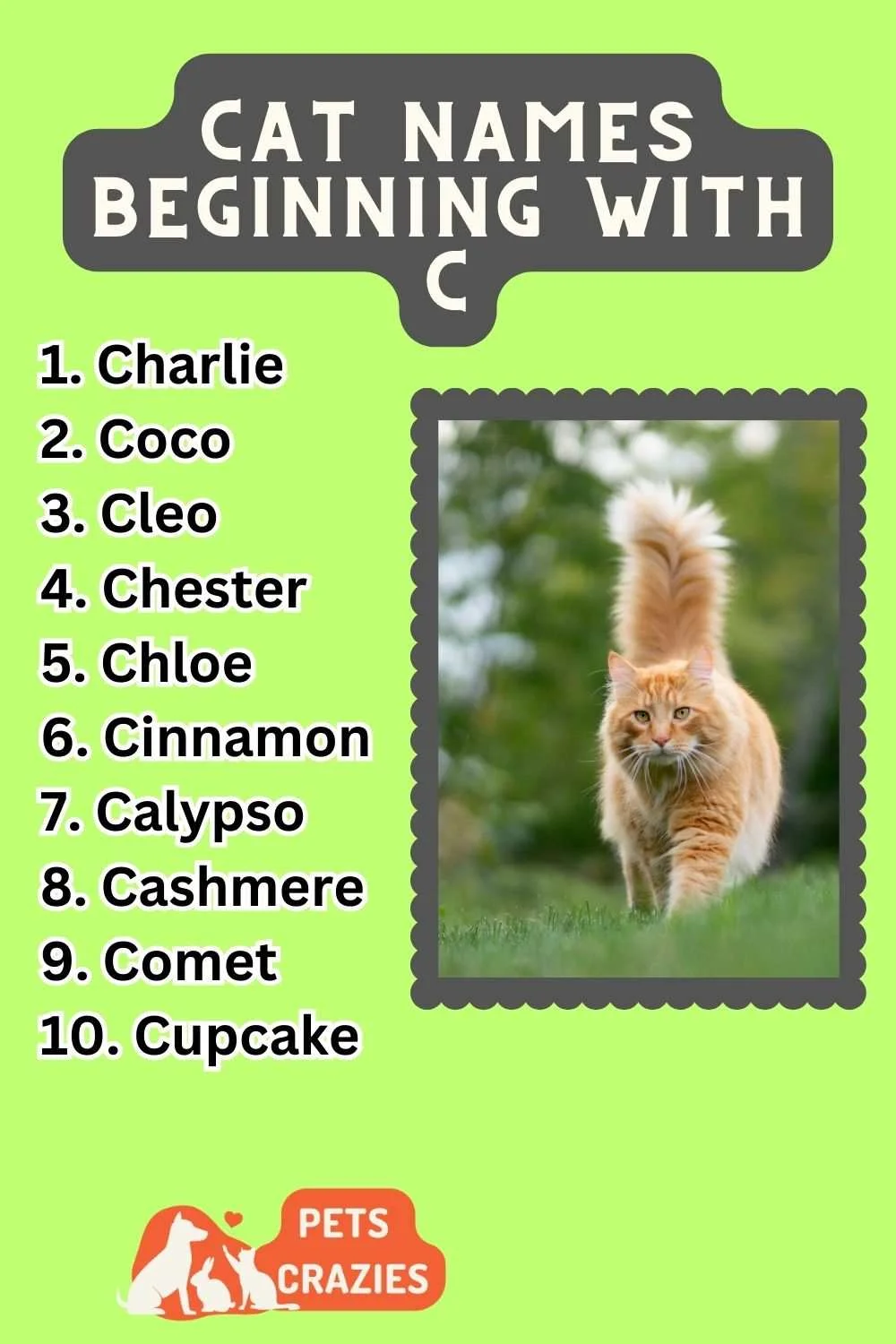 Cat Names Beginning With C Ideas List