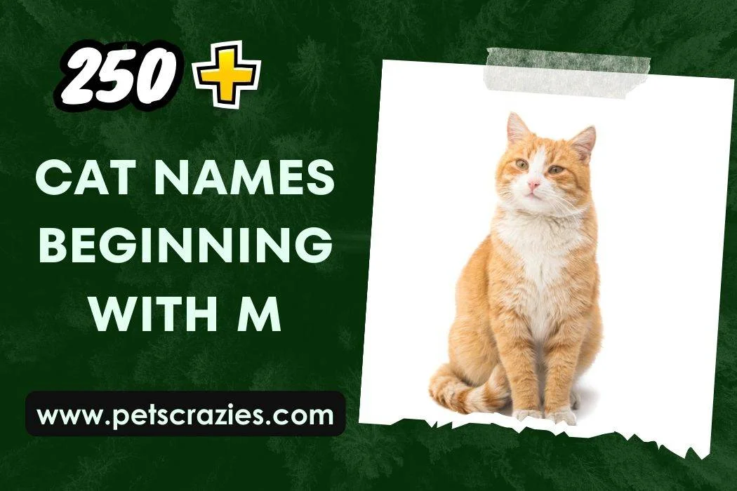 Cat Names Beginning With M