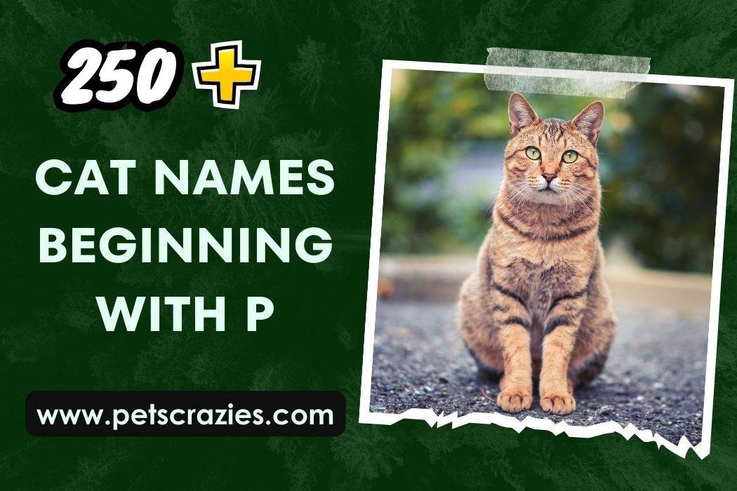 250+ Cat Names Beginning With P (adorable Suggestions)