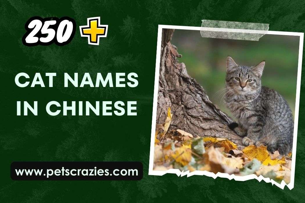Cat Names In Chinese