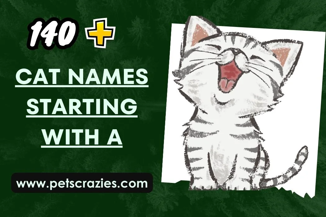 Cat Names that start with A
