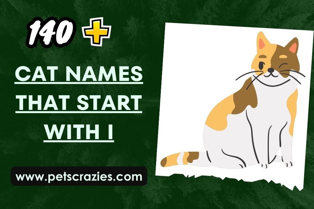 150+ Cat Names that Start with I - Unique and Cute cat Names