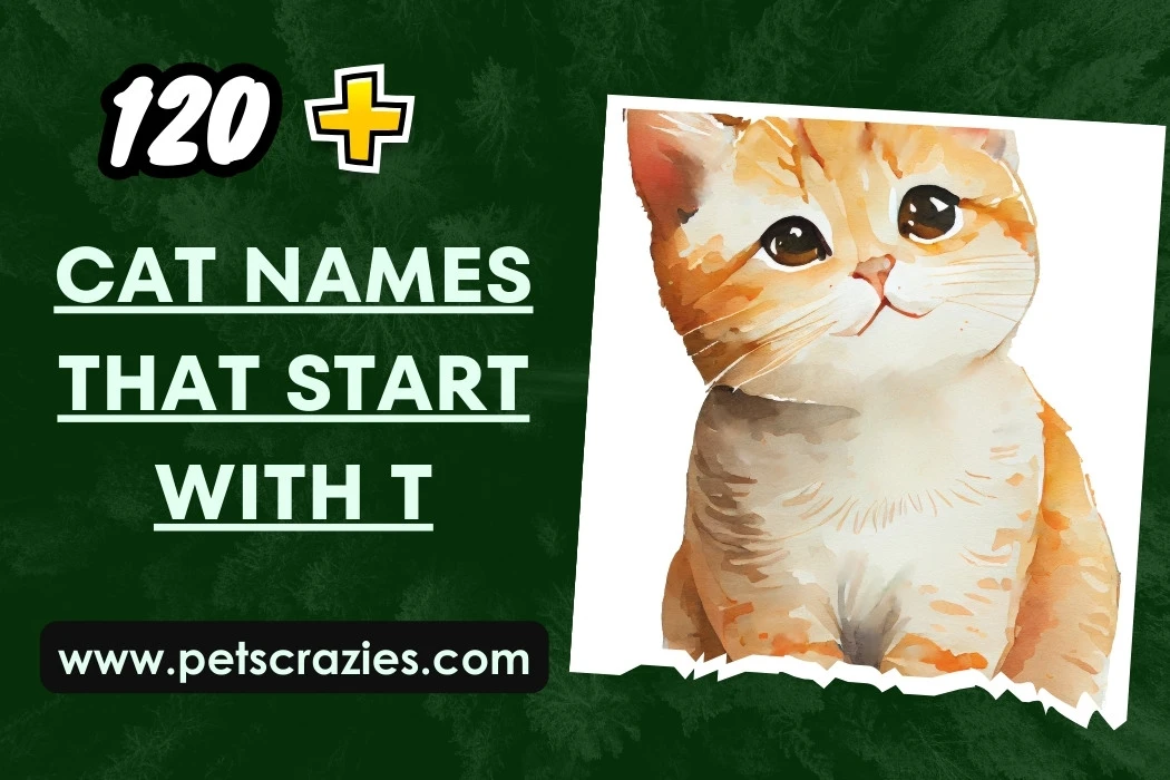 Cat Names That Start With T - Creative Ideas 1 Cat Names That Start With T 1