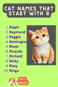 150+ Cat Names That Start With R (Funny and Cute Ideas)