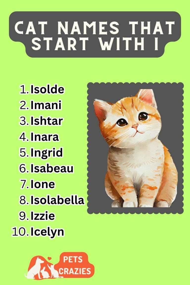 150+ Cat Names that Start with I - Unique and Cute cat Names