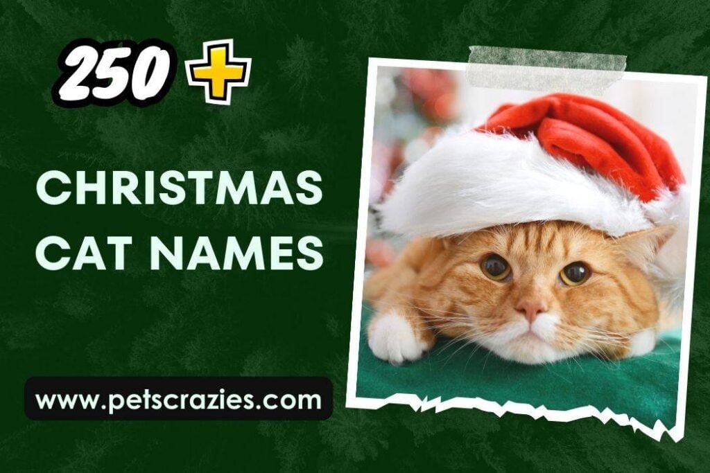 250+ Christmas Cat Names (Seasonal Selections)