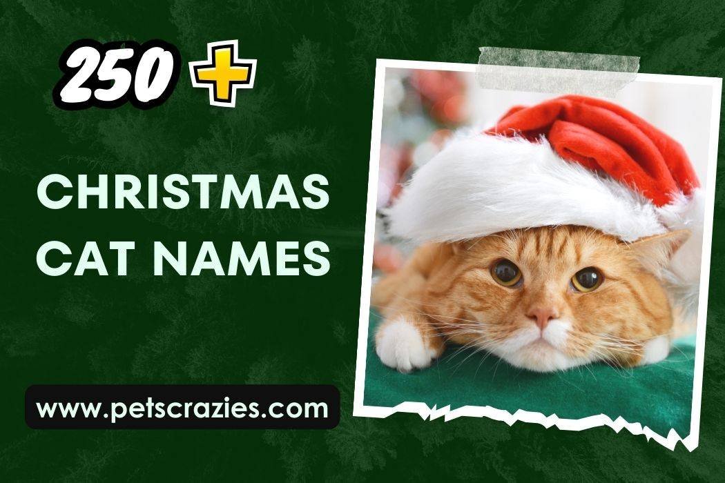 Christmas Cat Names