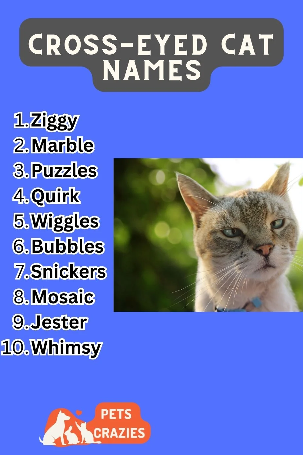 Cross Eyed Cat Names 3