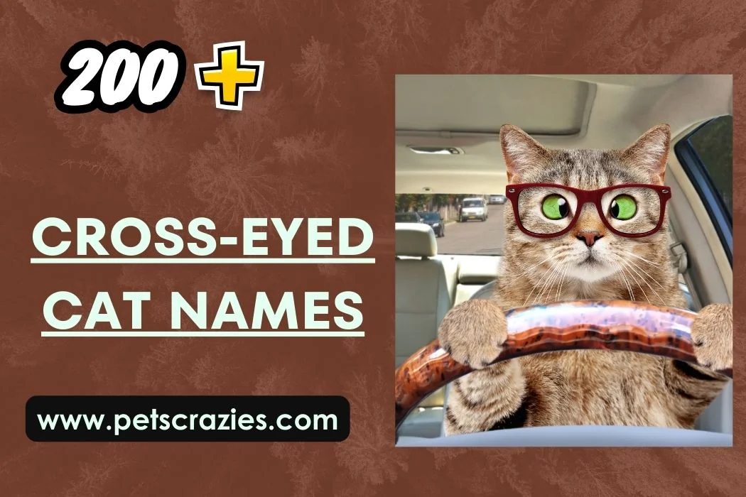 Cross-Eyed Cat Names