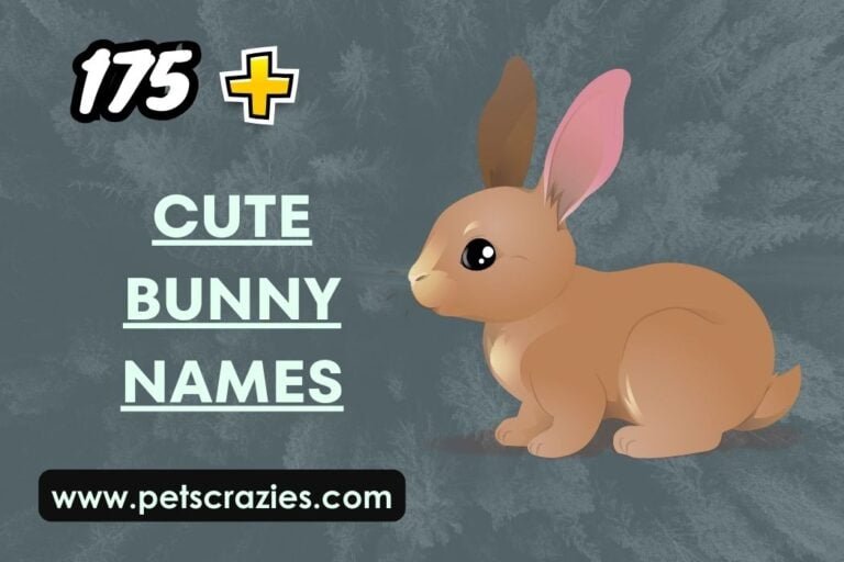 175+ Cute Bunny Names - Adorable & Sweet Ideas