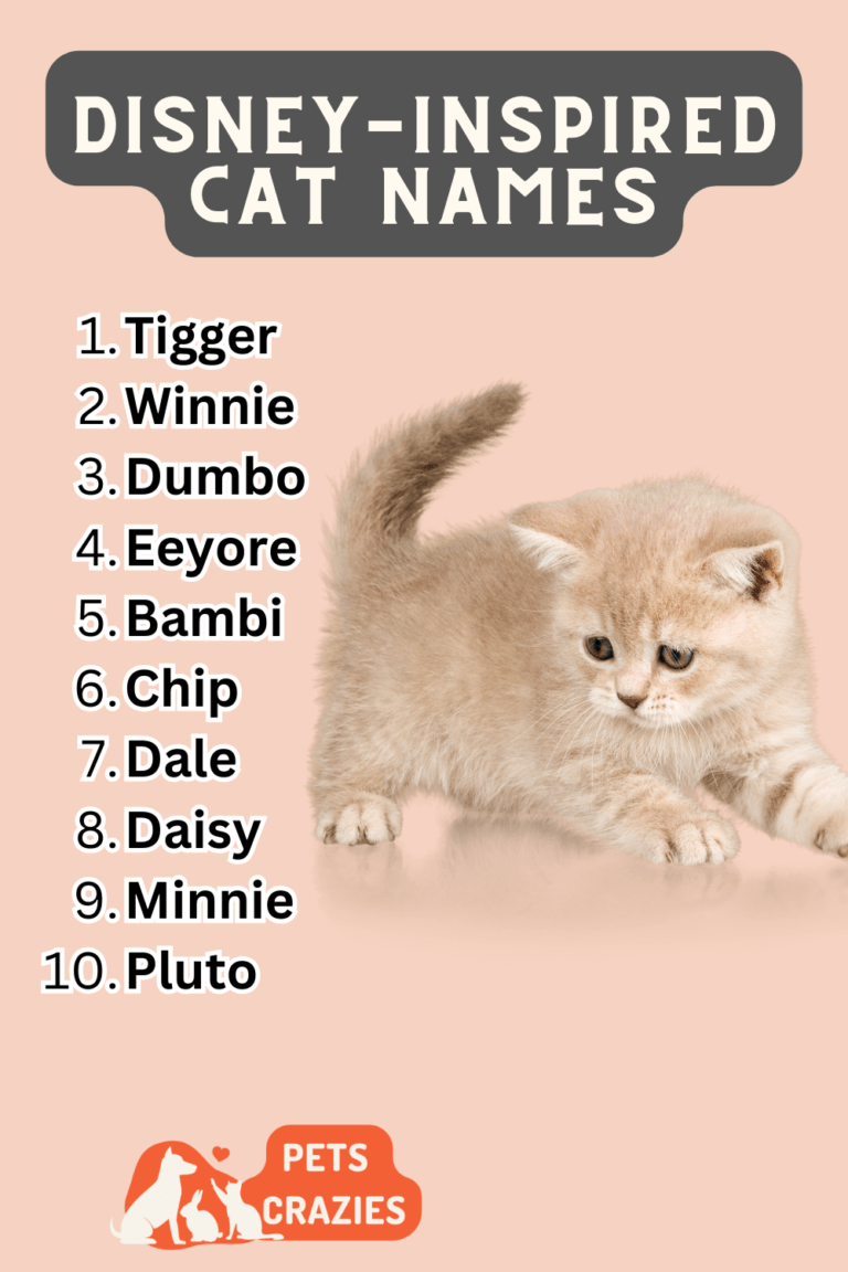 175-disney-inspired-cat-names-funny-and-cute-ideas