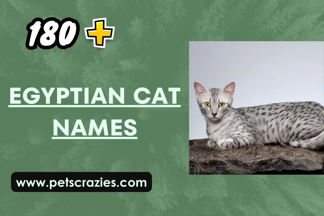 Egyptian Cat Names
