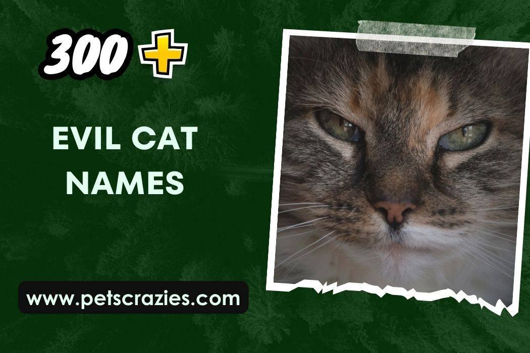 300-evil-cat-names-unleash-feline-fierceness