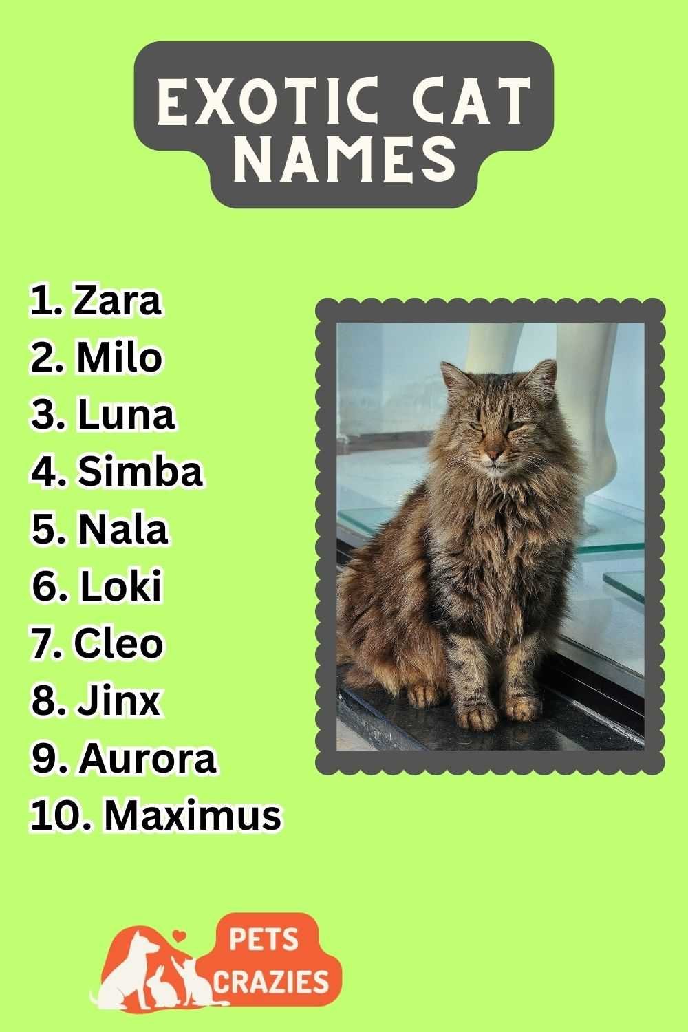 250+ Exotic Cat Names Choices)