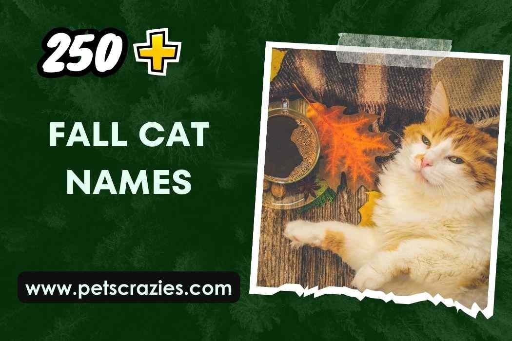Fall Cat Names (250+ Festive Selections) 1 Fall Cat Names