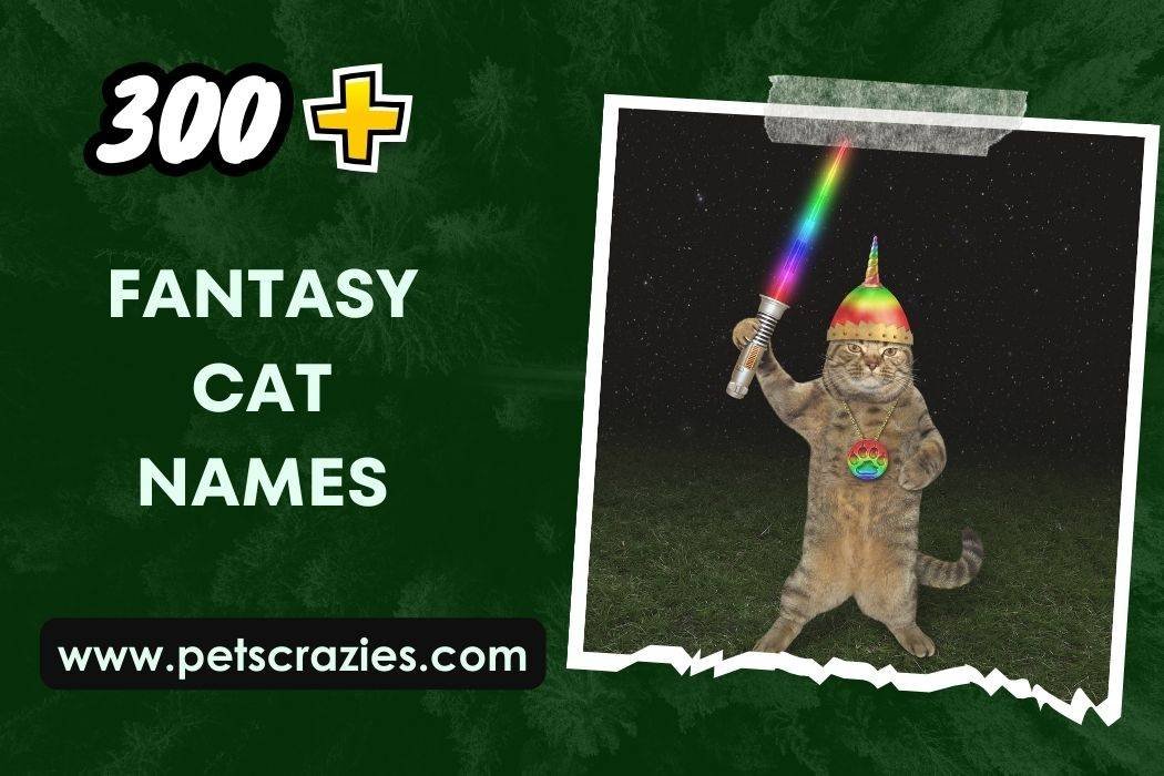 300 Fantasy Cat Names Dreamy Monikers 