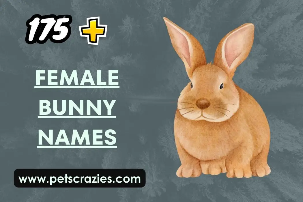 Female Bunny Names 
