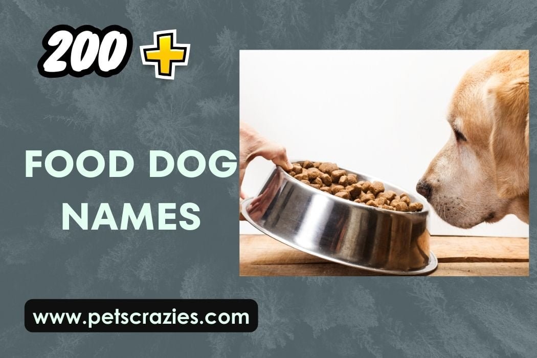 200+ Food Dog Names Sweet And Savory Ideas