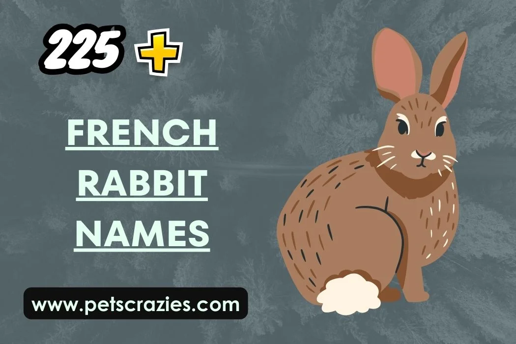 French Rabbit Names